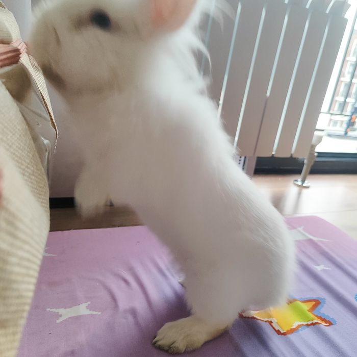 Продаем декоративного кролика