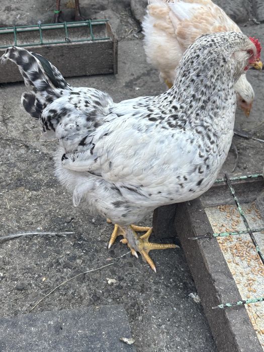 Disponibili 10 pui de gaina !