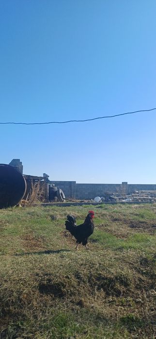 Кучинский петух.Продам петух