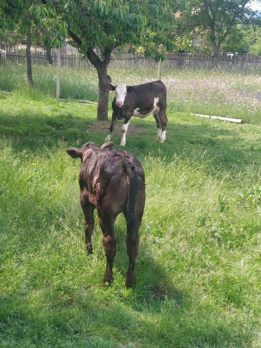 Vând vițică de 4 luni din vacă bruna și taur baltat! Detalii în privat!
