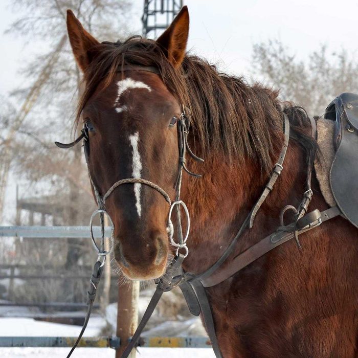 продаю гумус, навоз конский, с доставкой