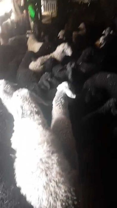 Miei pentru masa de paste