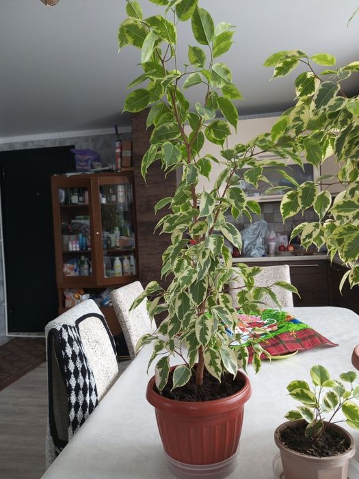 Продам комнатные цветы