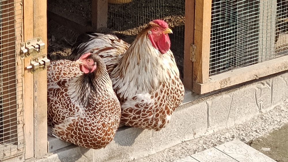 Американский виандот 1+3 товуклари сотилади