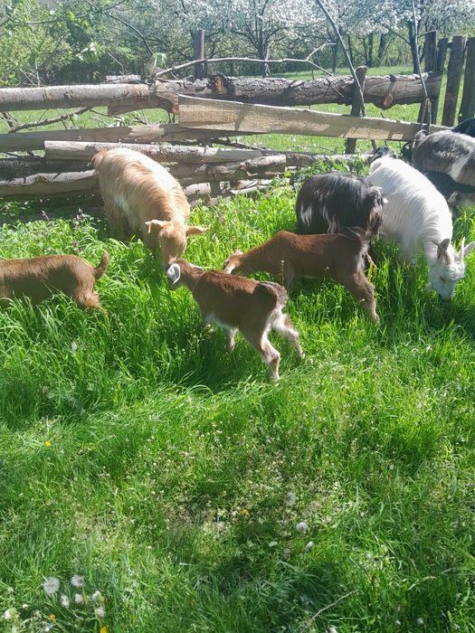 Capre tinere cu iezi!