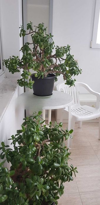 Дава се под наем Двустаен апартамент в София, Разсадника - 72 кв.м за 525 € - Снимка #3