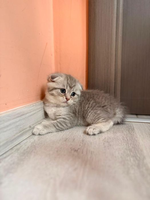 Scottish Fold Chinchilla Felisa