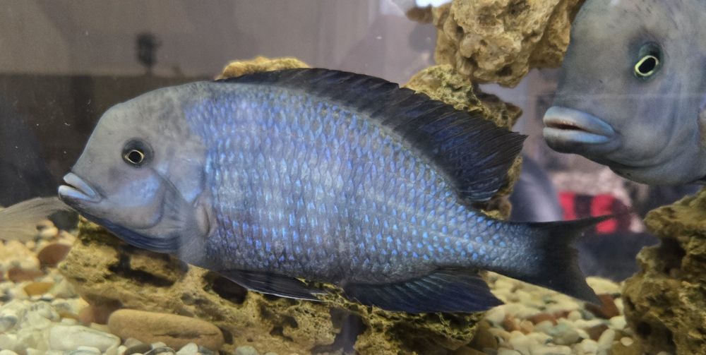 Голубой дельфин.