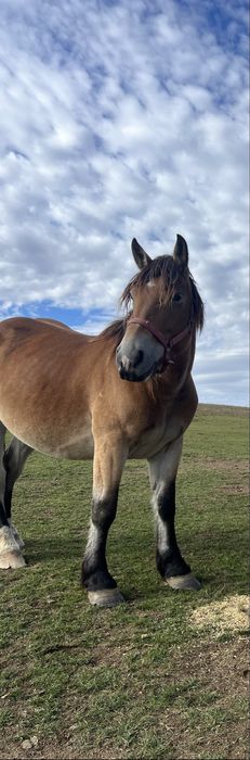 Vand iapa de 4 ani gestanta