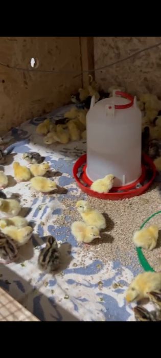 Бодене Перепелка суточная