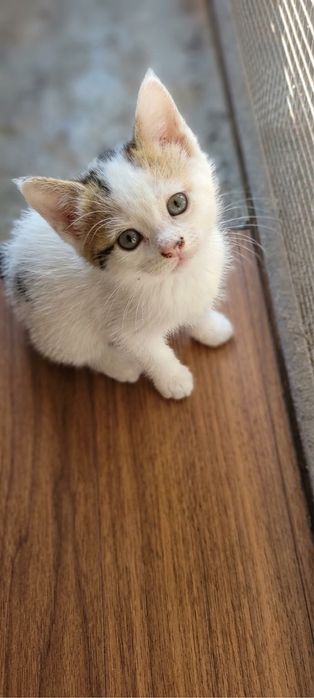 Котенок мальчик ищет добрых хозяев