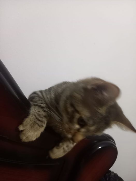 Отдам кошку бесплатно