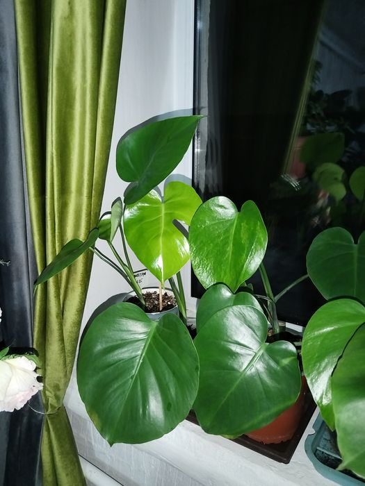 Растения комнатные