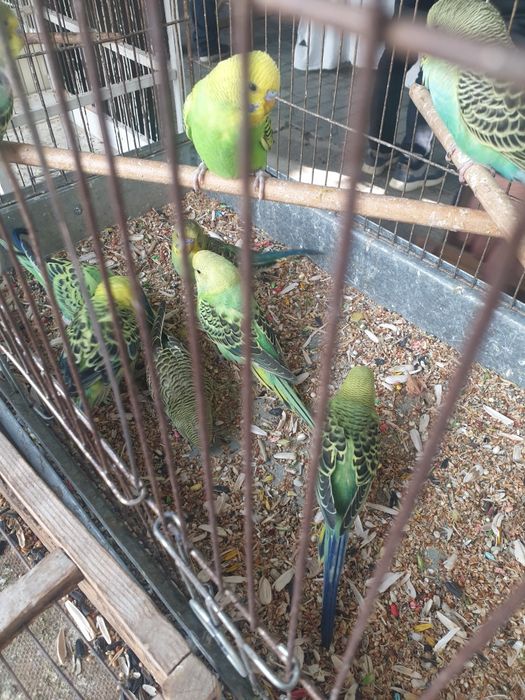 Продаются попугай волнистые разных цветов