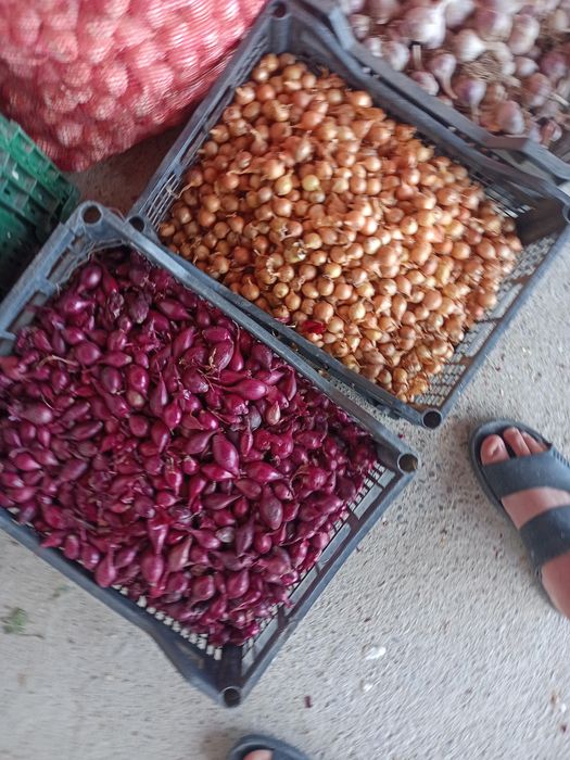 Usturoi arpagic romanesc de Copălău