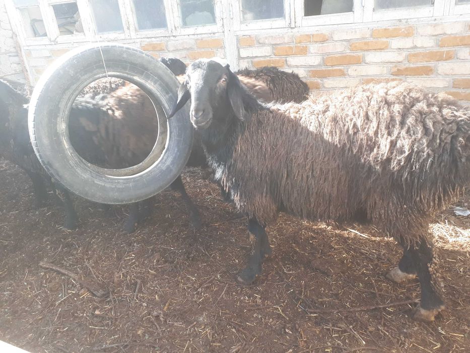 Кучкор сотилади.