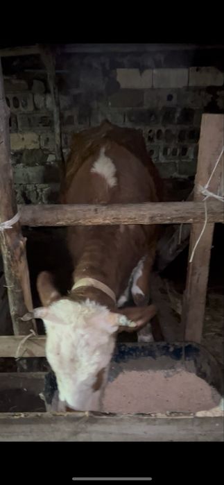 Жас сиырлар сатылады 4 бас