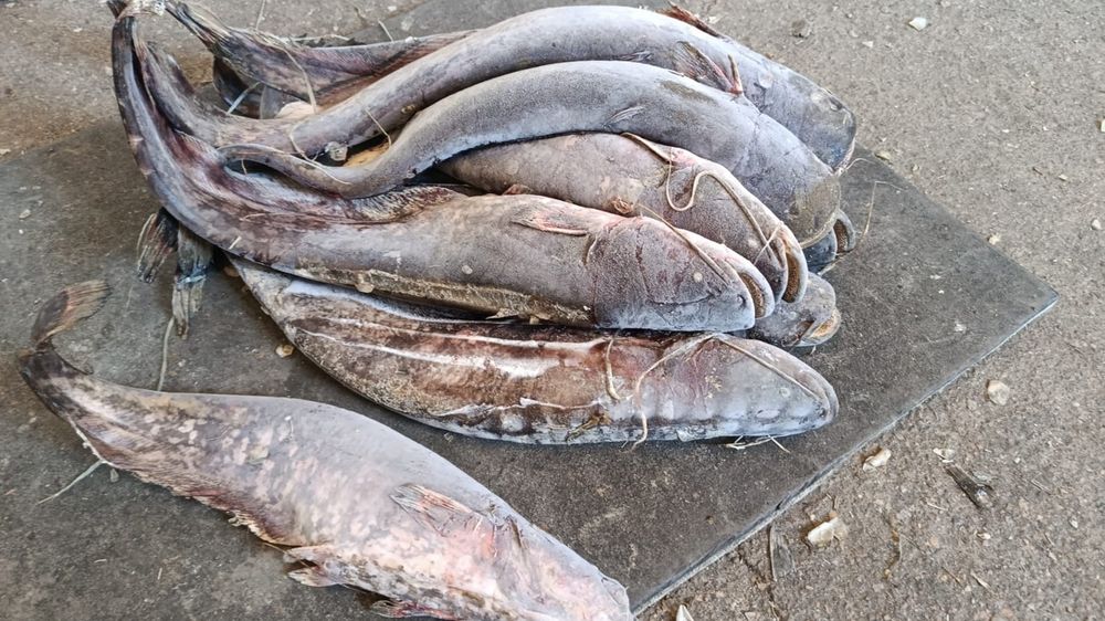 Рыба балык сом мороженый