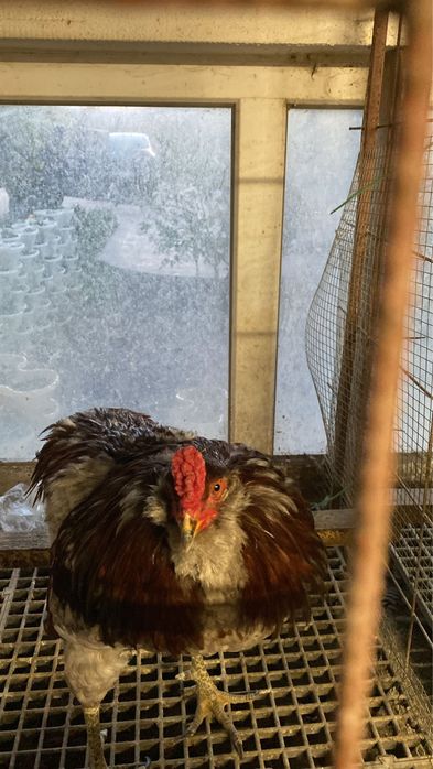 Australorp negru Araucana potarnichiu pe albastru Plymouth rockbarat gaini cocosi familii