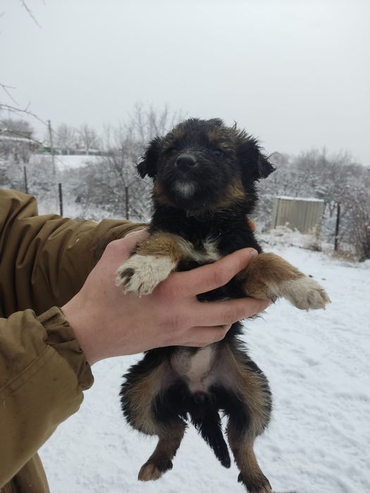 Отдам щенят( малышей- мелкашей)