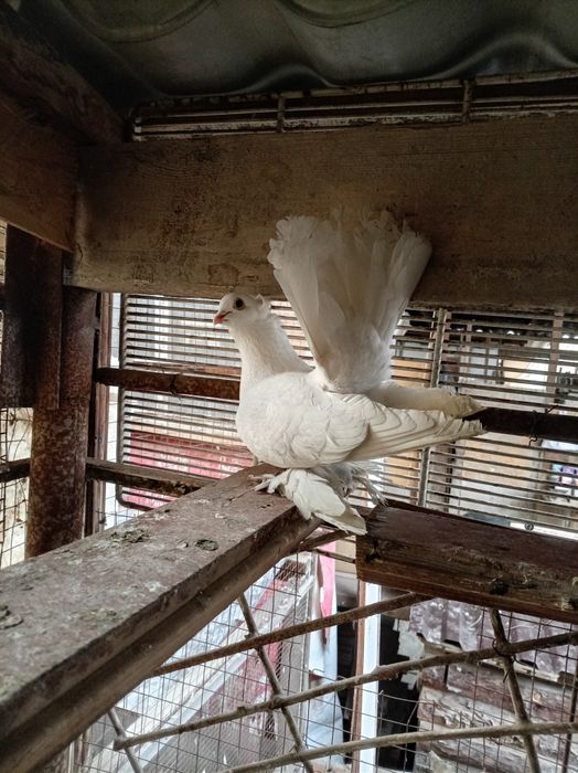 Голуби статные самцы