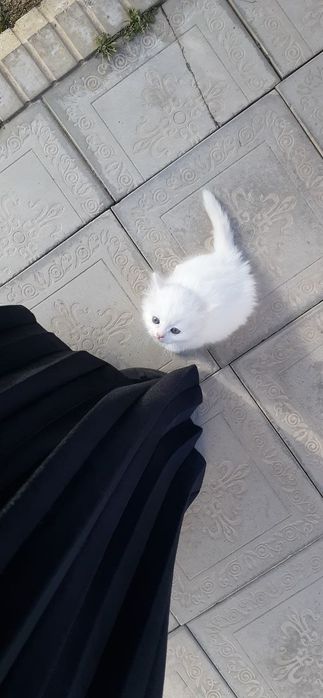 Shotlandski strayt sotiladi