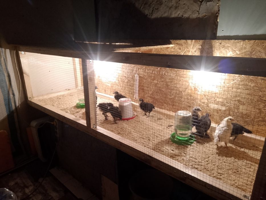 Продам клетку для цыплят