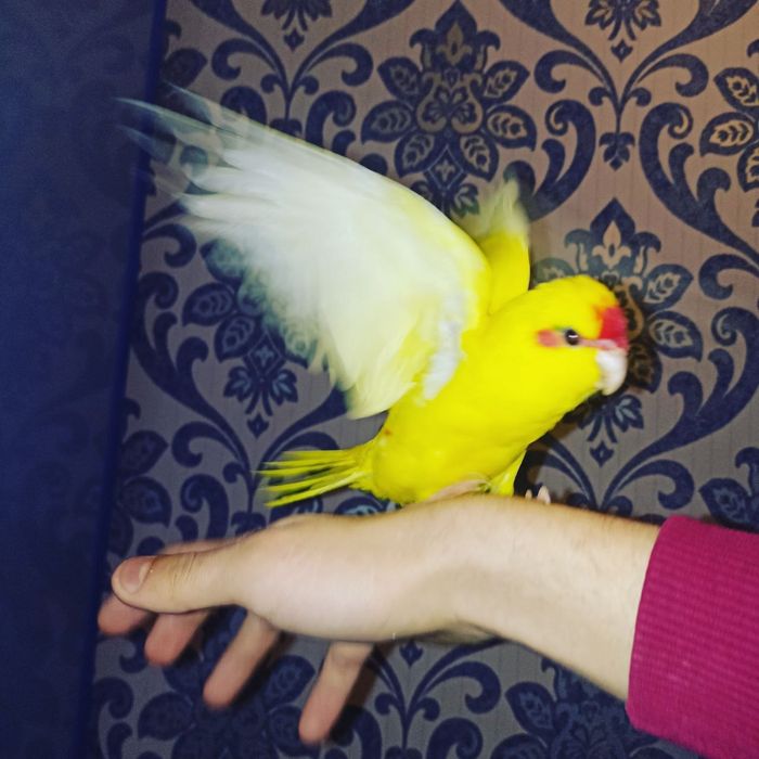 Ручной попугай какарик