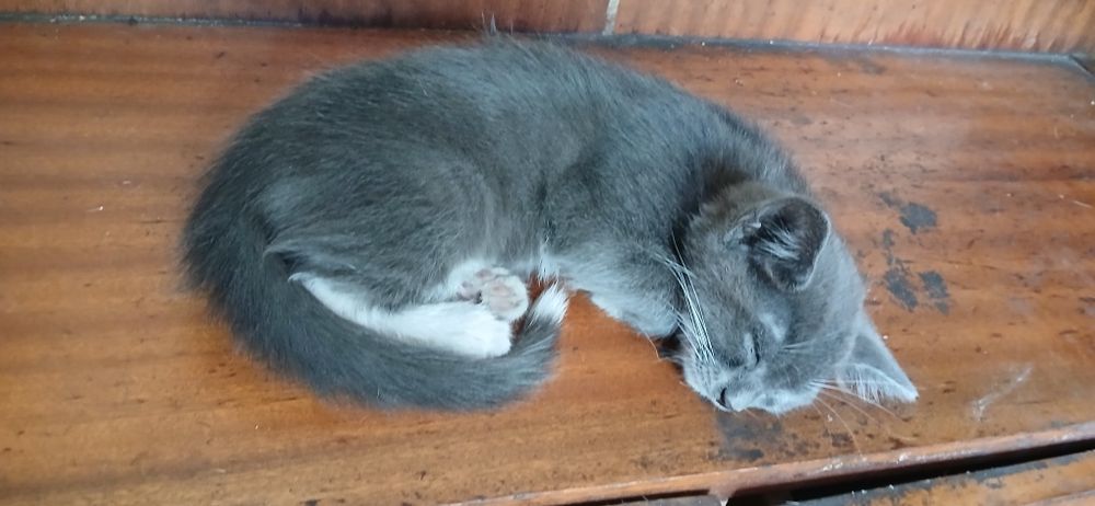 Котята крысыловы