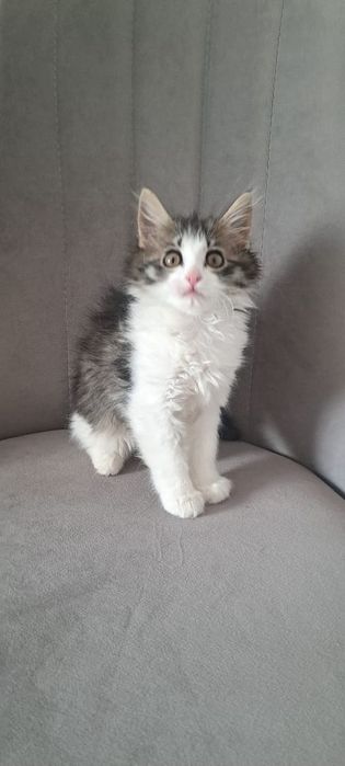 Кошечка отдам даром