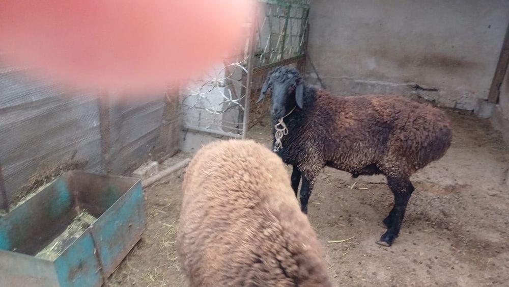 Қой сатылады түркістан