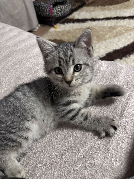 Отдам котенка 3 месяца