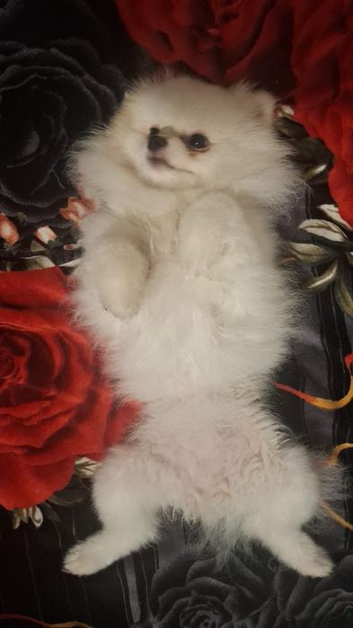 Шпиц, весёлая и добрая