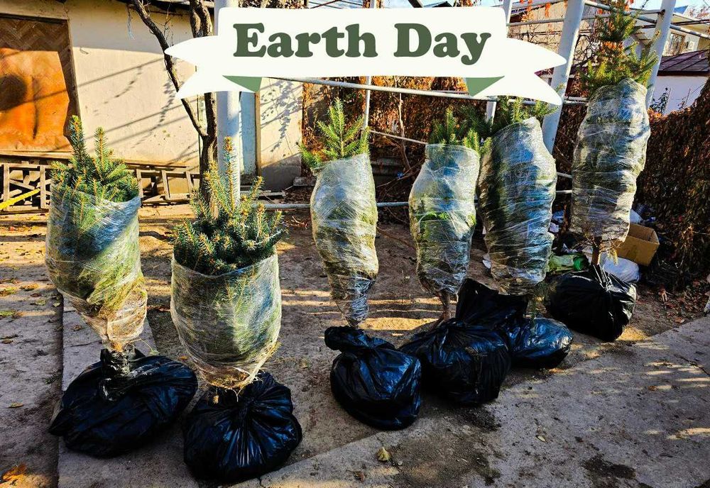 Элитная голубая ель в Ташкенте | хвоя голубой ел | арча goluboy archa