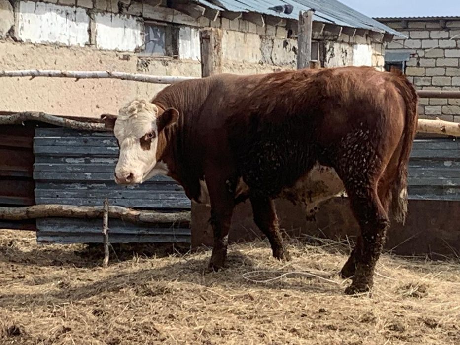 Ірі қара малдар сатылады.