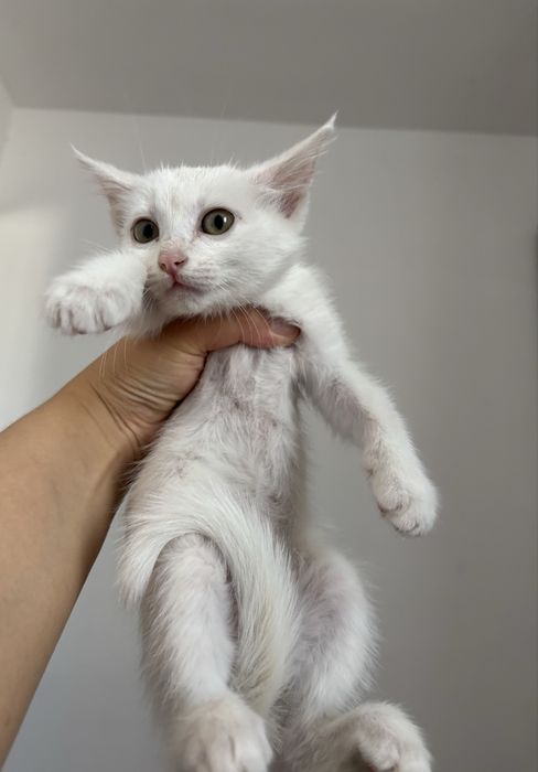 Котенок в ДОБРЫЕ руки!!!