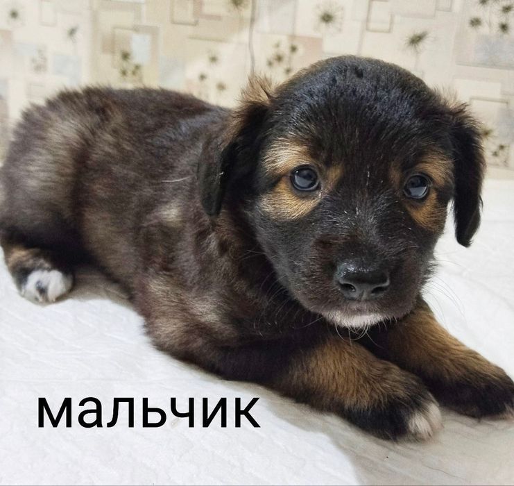 Щеночки ищут заботливые руки