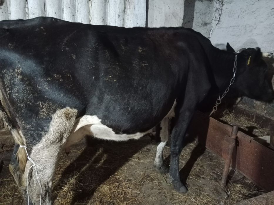 Продам дойную корову.