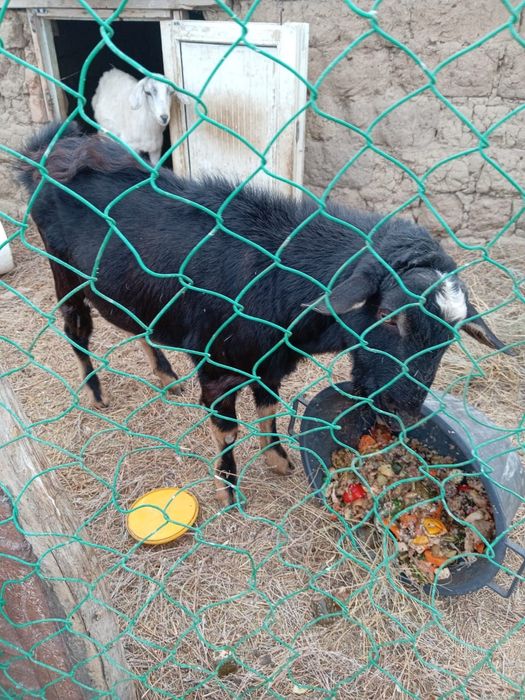 Теке Алпеиски сатылады