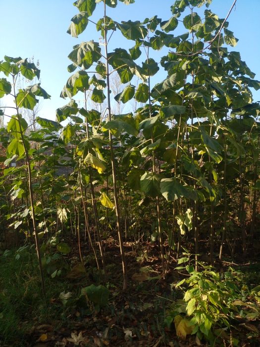 Павлония дарахти кучати сотилади.50 см дан 2 метиргача