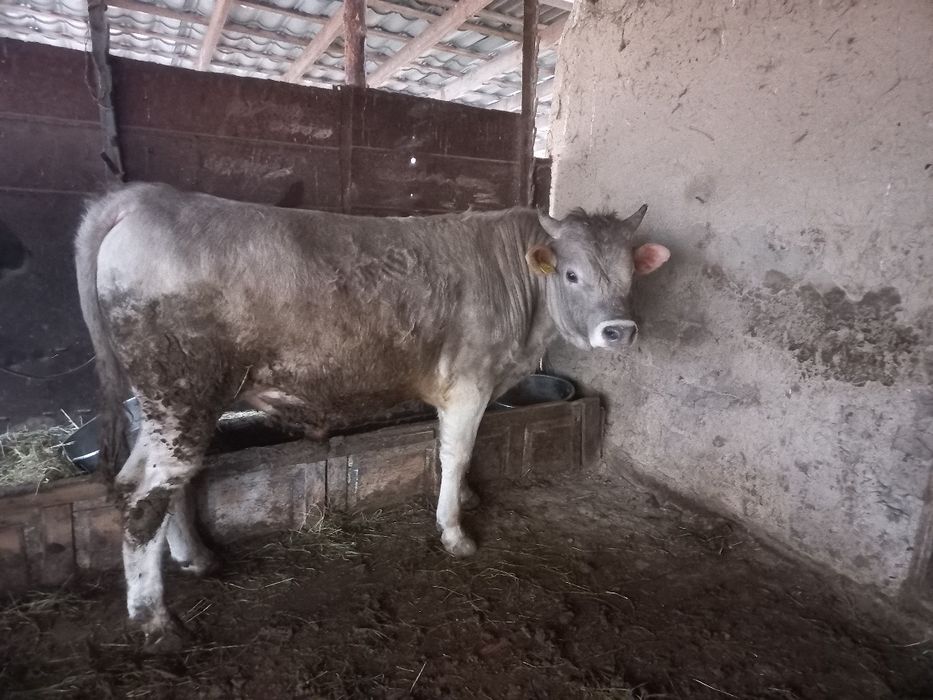 Бұқалар откорм 4 бас