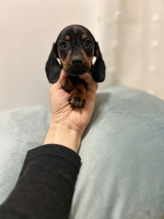 Teckel miniatura din parinti cu Pedigree FCI