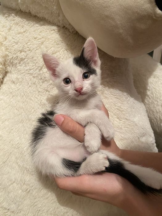 Продам метис котят