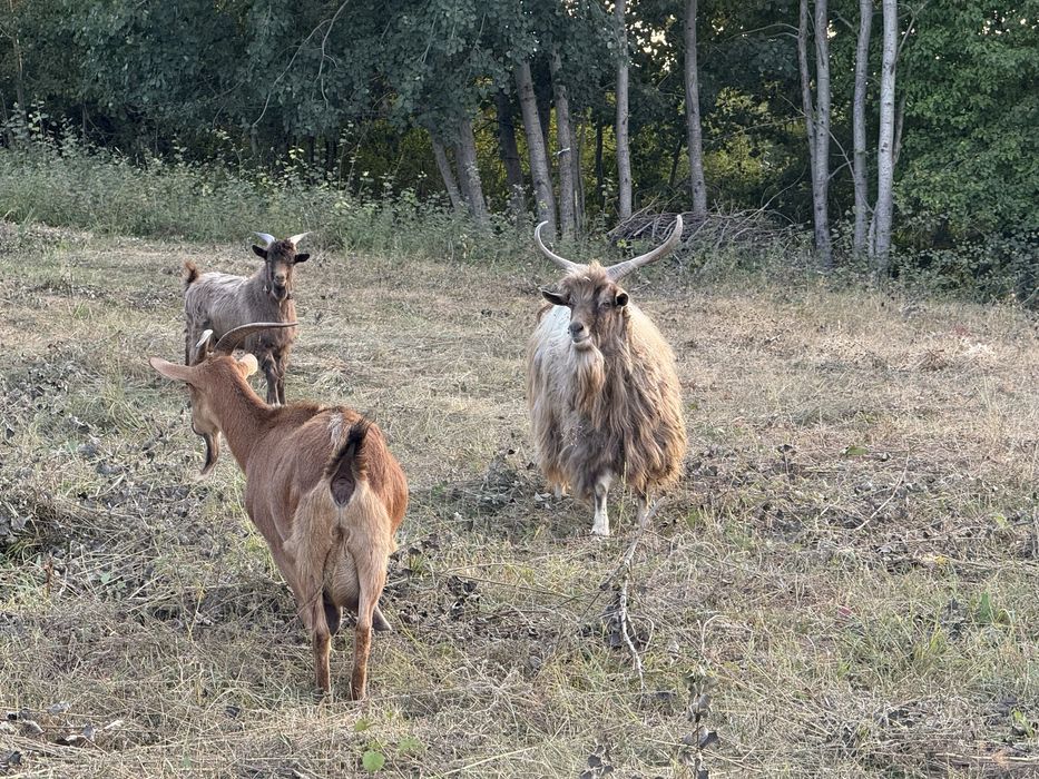Vand capre/iedute bune de lapte/tapi de monta