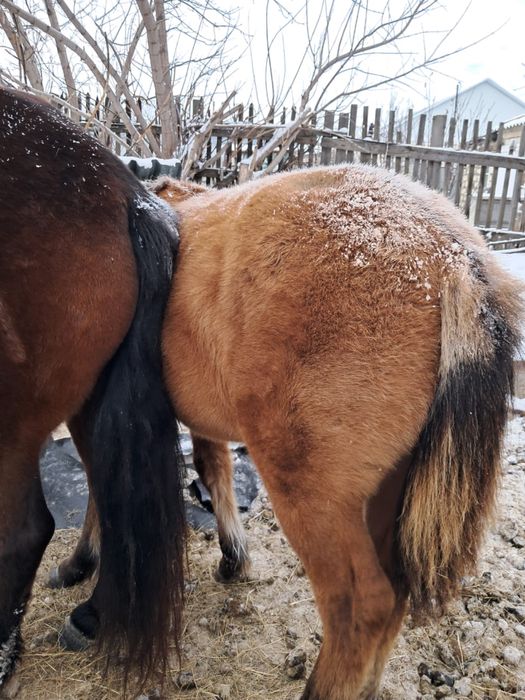 Еркек жабак сатылады
