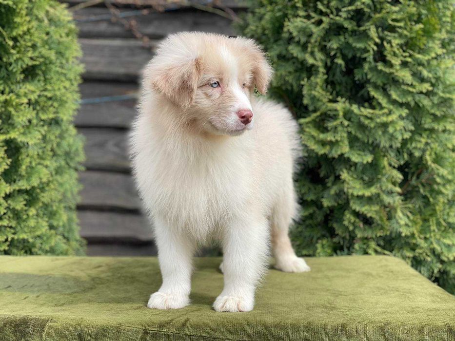 австралийска овчарка с родословие