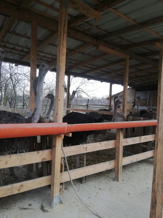 De vânzare două familii de struț