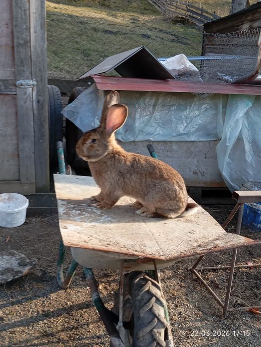 Iepure uriaș german 3 luni schimb