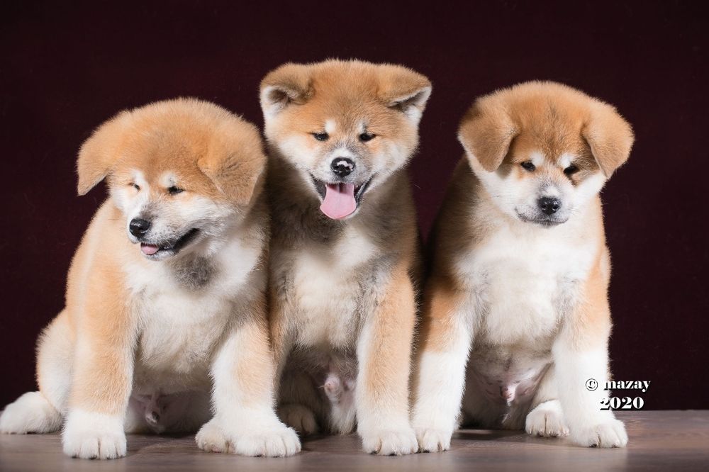 Кобель японской акиты ину