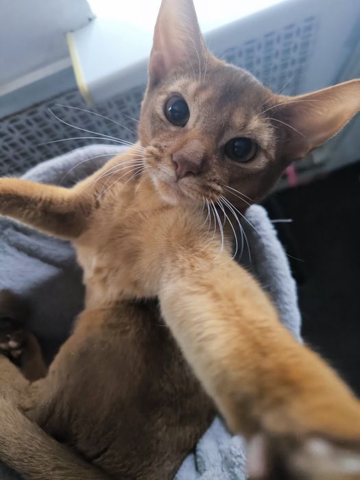 Кошка абиссинская